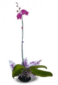 4" Blooming Phalaenopsis