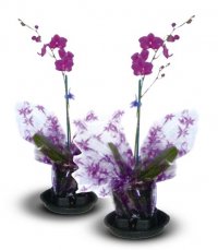 Combo - 2X Phalaenopsis