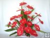 18 pc. Red Anthuriums