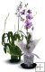 Combo - Blooming Dendrobium/ Intergeneric Orchid Plants